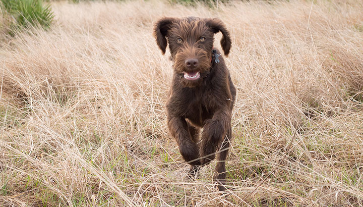 Xzoe Running